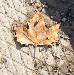 maple leaves on the ground