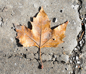 maple leaves on the ground