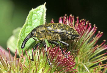 curculionide (Larinus sturnus) tra i boccioli uncinati della bardana