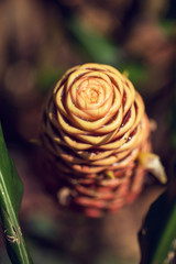 Maraca Ginger Pattern