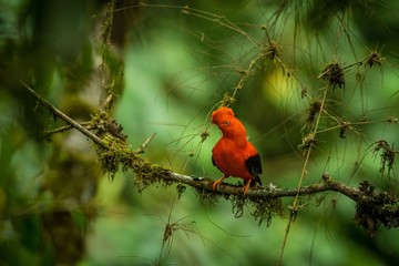 Male of Andean Cock-of-the-rock (Rupicola peruvianus) lekking and dyplaing in front of females, typical mating behaviour, beautiful orange bird in its natural enviroment, amazonian rain forest, Brazil