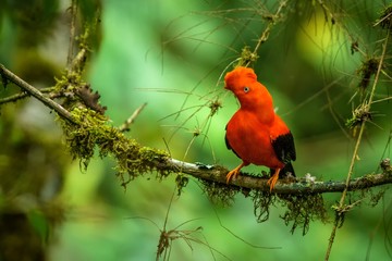 Male of Andean Cock-of-the-rock (Rupicola peruvianus) lekking and dyplaing in front of females, typical mating behaviour, beautiful orange bird in its natural enviroment, amazonian rain forest, Brazil