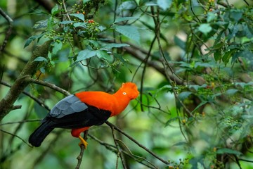 Male of Andean Cock-of-the-rock (Rupicola peruvianus) lekking and dyplaing in front of females, typical mating behaviour, beautiful orange bird in its natural enviroment, amazonian rain forest, Brazil