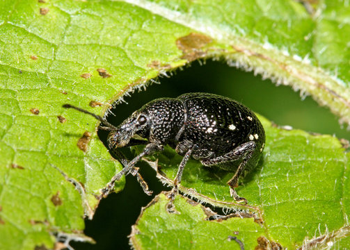 oziorrinco maculato (Otiorhynchus gemmatus)
