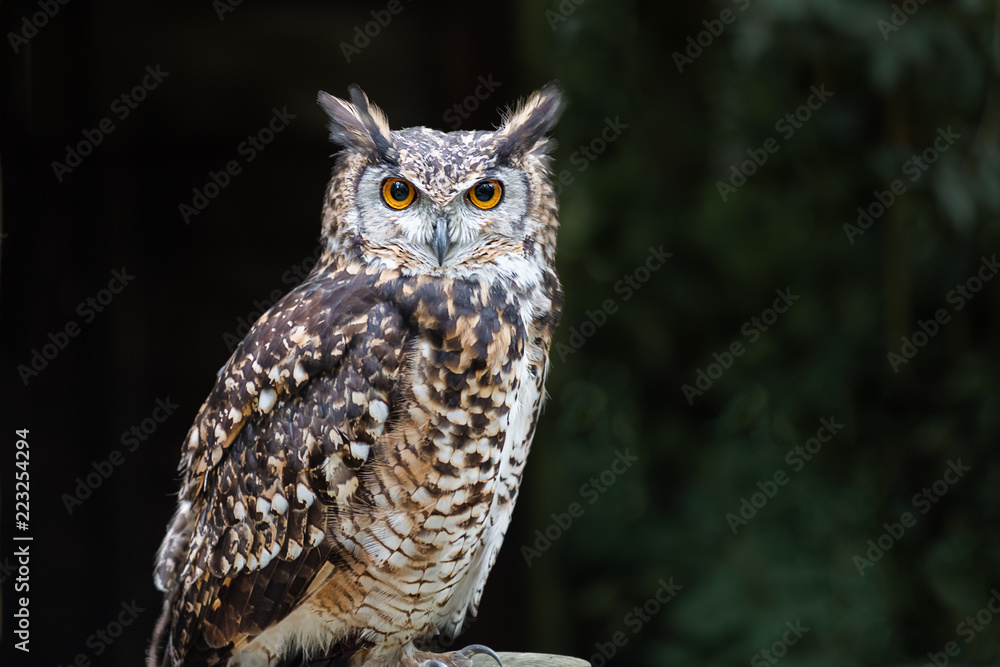 Poster a close up of a european eagle owl perched on a post and staring forward. taken against a dark backg