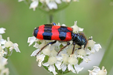 piccolo ma vivace coleottero, parassita degli alveari (Trichodes apiarius)