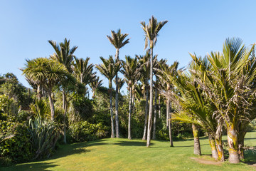 Fototapeta premium Nikau palm trees growing in tropical rainforest on the West Coast, South Island, New Zealand
