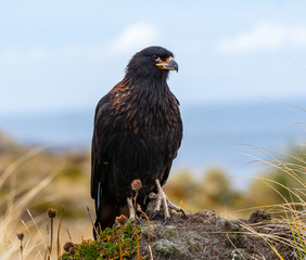 Striated Caracara (Johnny Rook) of the Falkland Islands