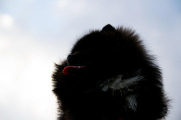 Puppy Pomeranian Spitz with its owner.  Young energetic dog on a walk. Whiskers, portrait, closeup. Enjoying, playing, sky background 