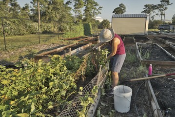 sweet potato harvest