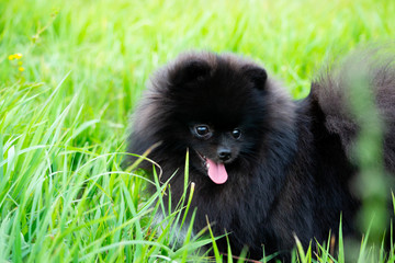 Puppy Pomeranian Spitz with its owner.  Young energetic dog on a walk. Whiskers, portrait, closeup. Enjoying, playing, green background 