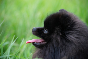 Puppy Pomeranian Spitz with its owner.  Young energetic dog on a walk. Whiskers, portrait, closeup. Enjoying, playing, green background 