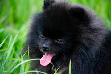 Puppy Pomeranian Spitz with its owner.  Young energetic dog on a walk. Whiskers, portrait, closeup. Enjoying, playing, green background 