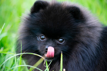 Puppy Pomeranian Spitz with its owner.  Young energetic dog on a walk. Whiskers, portrait, closeup. Enjoying, playing, green background 