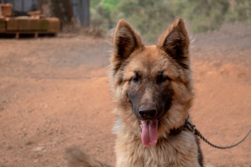 Portrait of a German Shepherd Dog