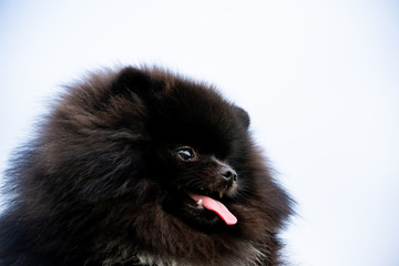 Puppy Pomeranian Spitz with its owner.  Young energetic dog on a walk. Whiskers, portrait, closeup. Enjoying, playing, sky background 