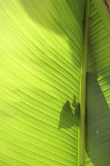 palm banana palm leaf background in ufo green with lizard 