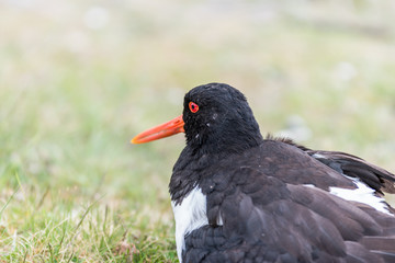 Closeup photo of an Oyster catcher sitting on the grass with shellow depth of field shot. space for text