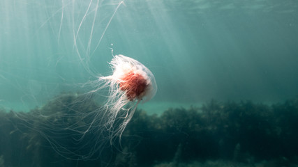 Lionsmane Jellyfish
