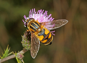 mosca floricola che imita i colori di una vespa (Helophilus hybridus)