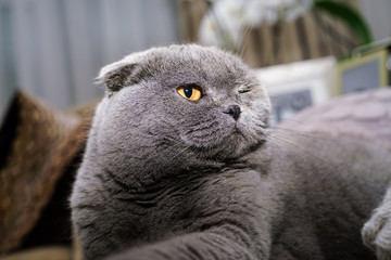 Portrait of beautiful British Scotish fold cat in home interiors gray blue cat