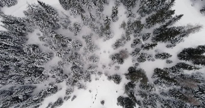 Forward overhead vertical aerial above snowy land with woods forest.Cloudy bad overcast weather.Winter Dolomites Italian Alps mountains outdoor nature establisher.4k drone flight establishing shot