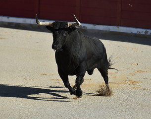 toro negro en españa