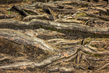 Closeup of the tree roots - detailed texture