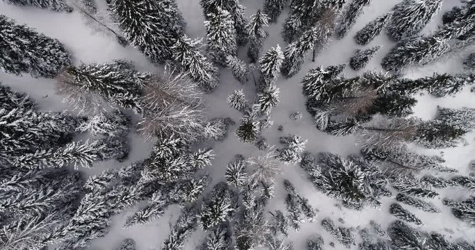 Going up overhead vertical aerial above snowy pine woods forest.Cloudy bad weather.Winter Dolomites Italian Alps mountains outdoor nature establisher.4k drone flight establishing shot