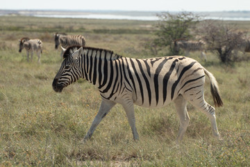 Fototapeta na wymiar Zebra in Etosha Pan Namibia