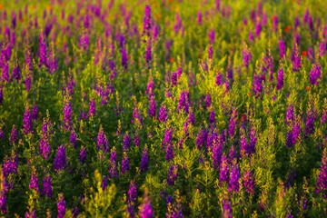 Obraz premium Lavender growing in a field