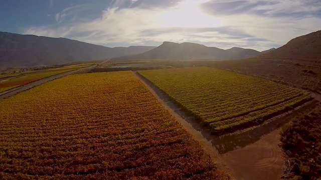 Vineyards in the Hex River Valley