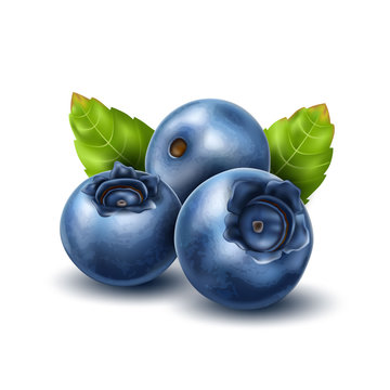 Vector realistic blueberry with 3d leaves set