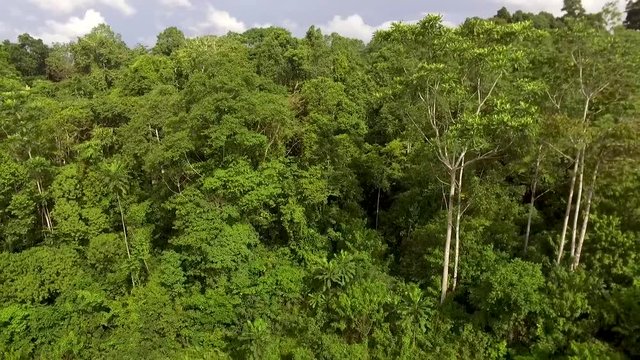 Aerial view of lush green forest in Kribi in Cameroon, west Africa. Drone moves backward and downward among the trees.