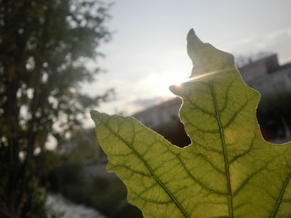 Ocaso