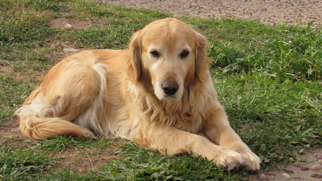 la nena