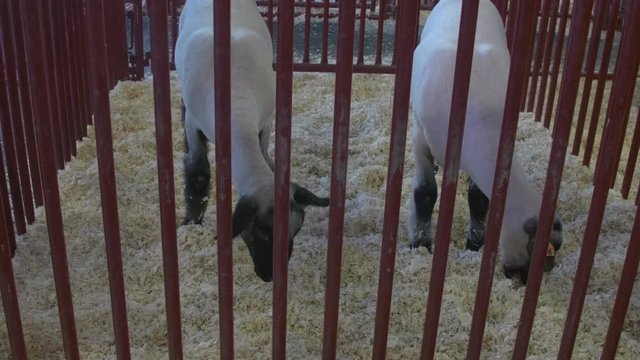 Pair of sheep eating in a pen inside a livestock barn at a county fair.