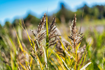 Sea grass in closeup at an moist area
