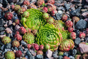 Jovibarba globifera or Rolling Hen-and-chicks