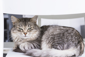 Beauty cat of livestock, siberian breed. Adorable domestic pet with long hair outdoor