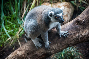 Madagascar Lemur