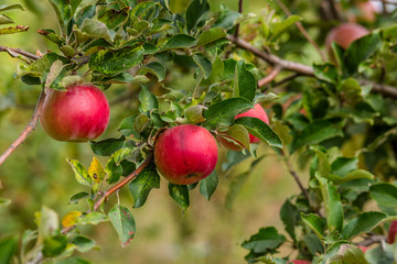 Apples on the tree in the orchard. Young tree.