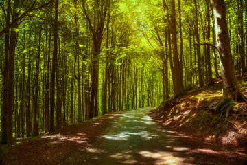 Fototapeta premium Drzewo mglisty las lub buk. Foreste Casentinesi park narodowy, Toskania, Włochy