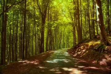 Foto op Plexiglas Tree misty forest or beechwood. Foreste Casentinesi national park, Tuscany, Italy © stevanzz