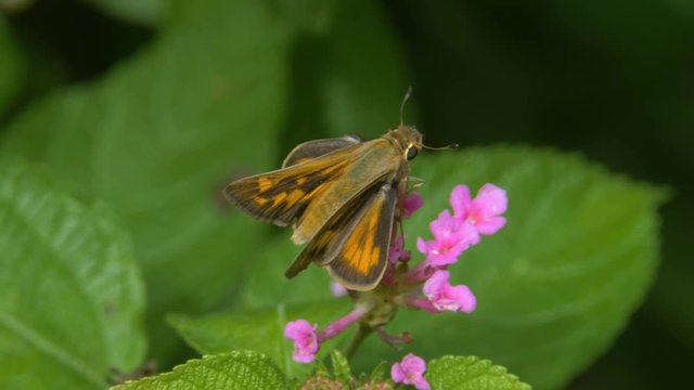 Skipper Butterflies on Lantana Flowers Two Shots