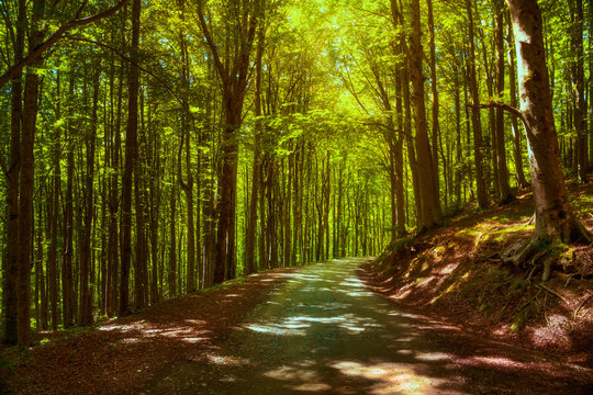 Fototapeta Tree misty forest or beechwood. Foreste Casentinesi national park, Tuscany, Italy