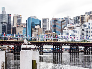 In the port of Sydney, Australia, in front of the skyscrapers of the financial district. 4 February...