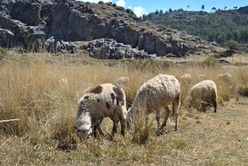 sheeps on the way in area of saqsaywaman