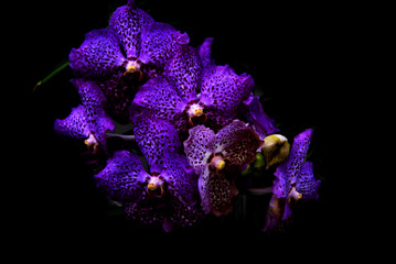 Naklejka premium Close up of a blue vanda orchid on black background