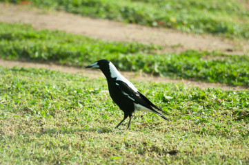 Magpie